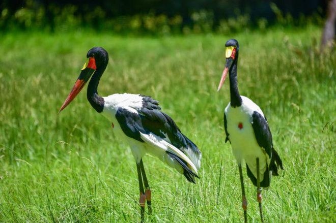 Stork Rica Stork escapa brevemente del recinto en el zoológico de Maryland ...