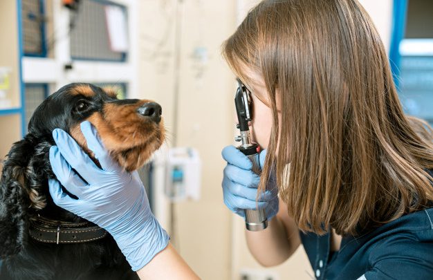 veterinario de urgencia Madrid