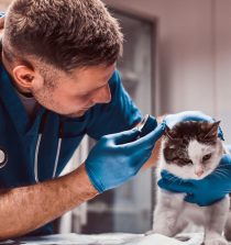 Mejor centro veterinario en Marbella