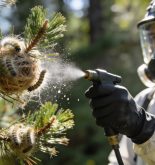 El control de la procesionaria del pino se consolida como una prioridad ambiental y de salud pública en las ciudades